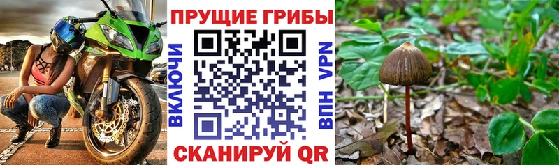 Галлюциногенные грибы Cubensis  MEGA как войти  Тверь 